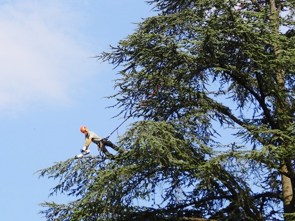 Cyril Suchet prend de la hauteur pour soigner vos arbres