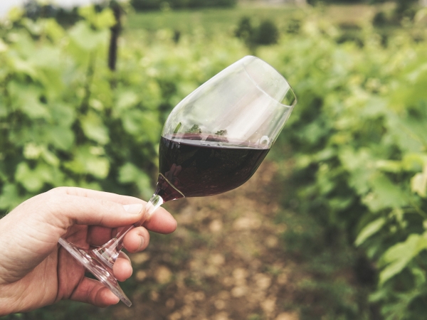 Développer le tourisme viticole dans la région