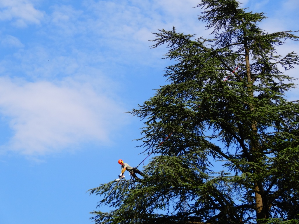 Pour protéger les arbres, Cyril Suchet pratique la taille adaptée