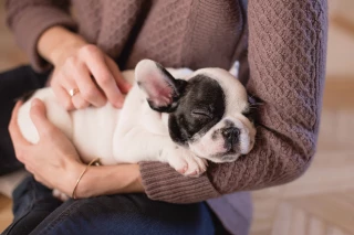 Animaux domestiques et confinement, quelles conséquences ?