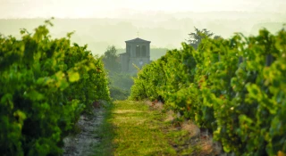 Œnotourisme : Forez et Roannais décrochent un label national