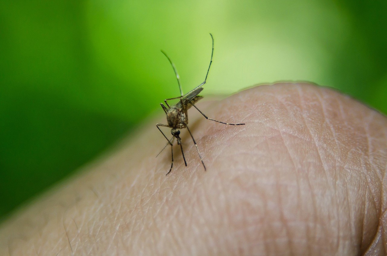 Des méthodes naturelles pour éloigner les insectes