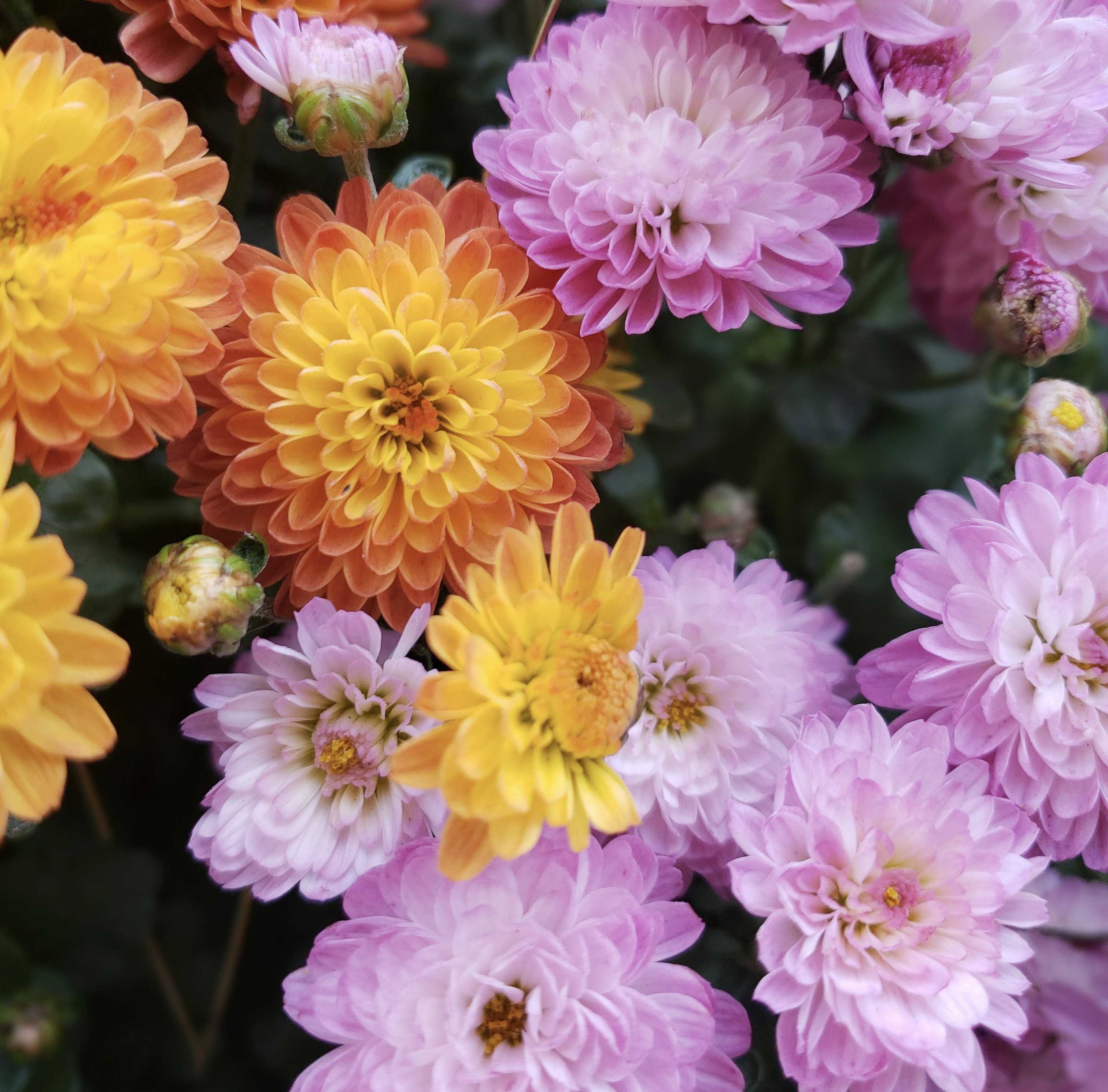 Le chrysanthème, la fleur de la Toussaint