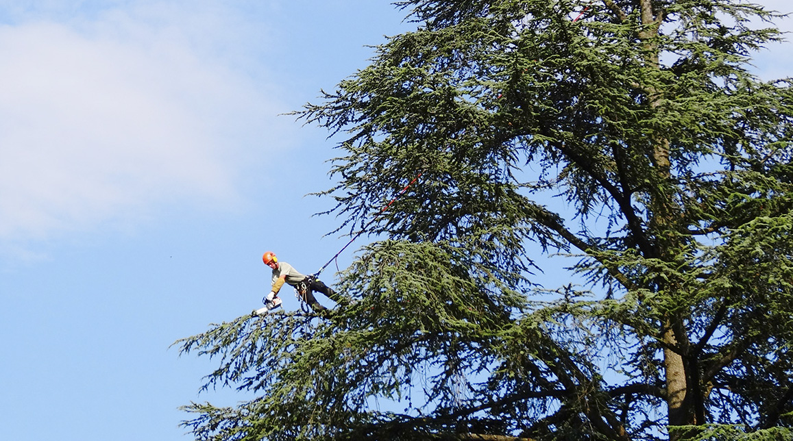 Cyril Suchet prend de la hauteur pour soigner vos arbres