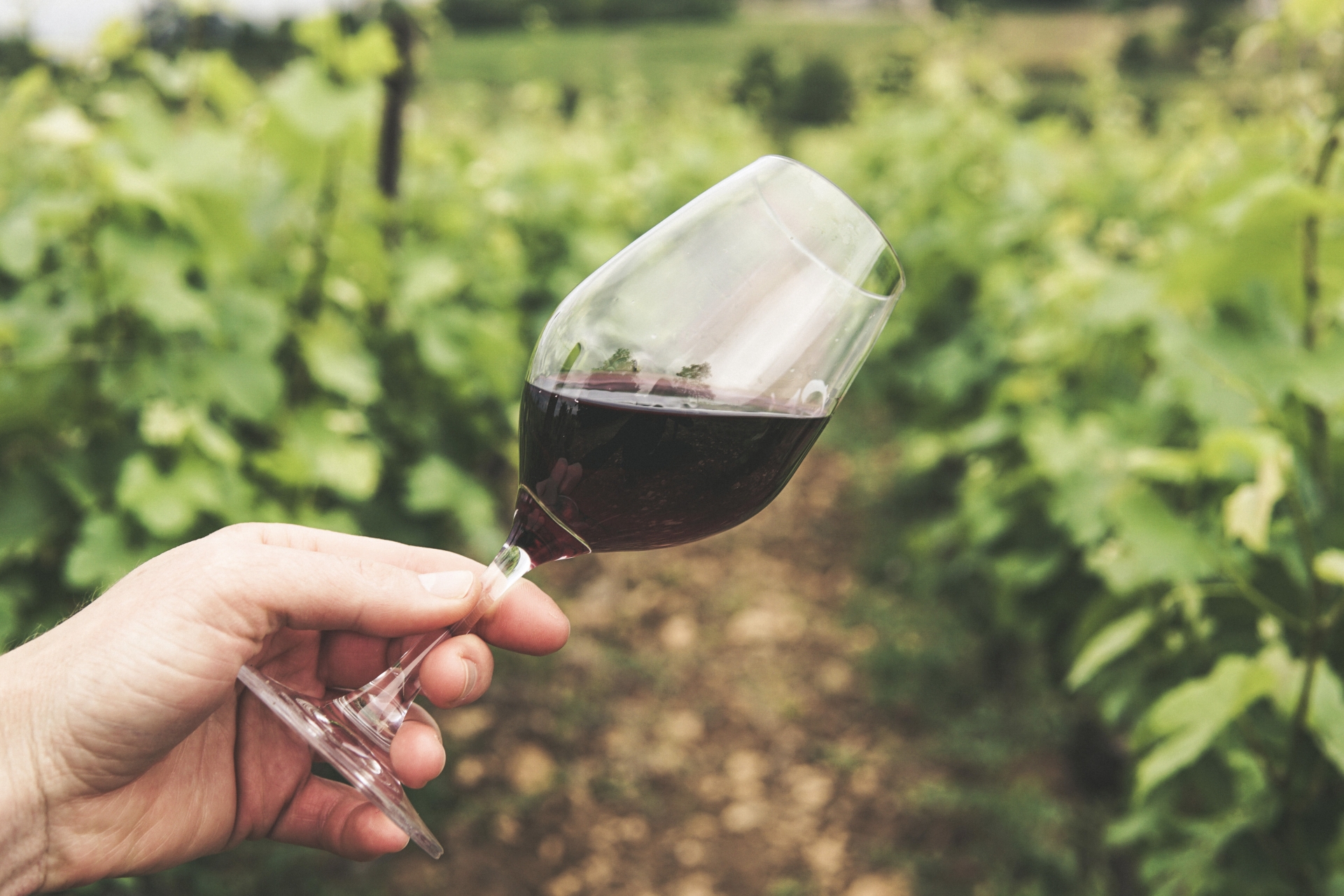 Développer le tourisme viticole dans la région