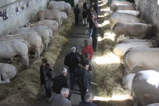 Les écuries accueillent les animaux élevés pour la viande