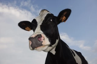 Un pôle lait s’installe au comice de Feurs