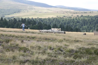 Journée du mouton : délicieuse pour les yeux et les papilles