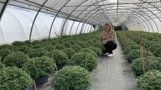 Horticulture du Forez prépare l’arrivée des chrysanthèmes