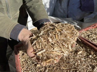 Paillage, alimentation animale, chauffage... Les multiples vertus du miscanthus