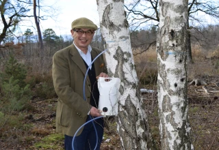 La sève de bouleau bio du Forez, un concentré de nature et de fraîcheur