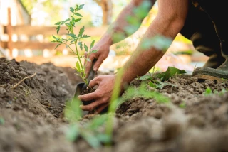 Qu’est-ce qu’on fait au potager en avril ?