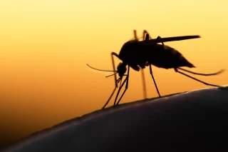 Comment éloigner les insectes avec des solutions simples et naturelles