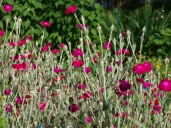 Moins d’arrosage, plus de fleurs : cinq plantes adaptées aux étés secs