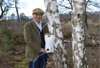 La sève de bouleau bio du Forez, un trésor brut à boire frais
